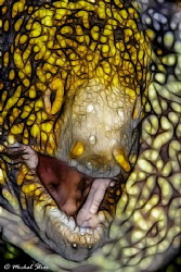 Snowflake moray eel- fractal image by Michal Štros 